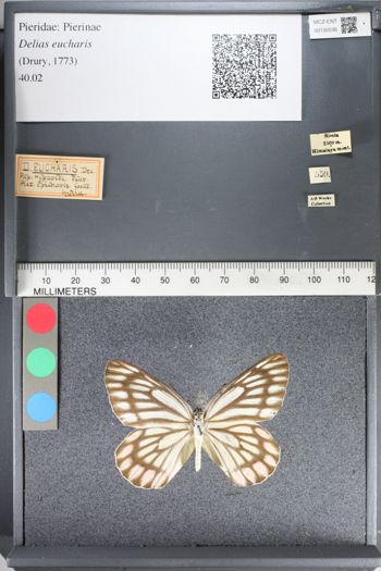 Media type: image;   Entomology 130536
